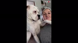 ''Personal Space? Never heard of her' Clingy dog's cute attention-grabbing tactic caught on camera '