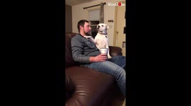 'Clingy Boxer dog just wants her hooman's attention... all day and every day! '