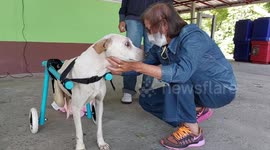 Disabled dogs given custom-made wheelchairs in Thailand