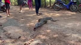 Huge wild python regurgitates family’s pet cat in Thailand