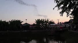 Thousands of bats fly out of cave in rural Thailand