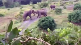 Testosterone-fuelled male elephants seen fighting for dominance in Thailand