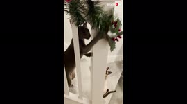 'Naughty cat pays tribute to The Grinch by ruining Christmas decorations '