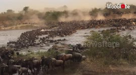 Thousands of wildebeest filmed making immense river crossing