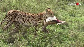 Rare close-up footage shows cheetah and cubs feasting on deer