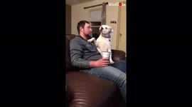 Hilariously clingy boxer dog just won't leave her owners alone EVER