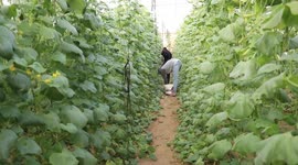Palestinian farmers harvest snake cucumber
