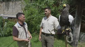 Monster eagle is a major hurdle to train in Utah's Hogle Zoo