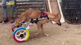 These Animals Are Getting Upcycled Wheels