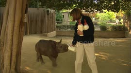 Meet the rhino calf that loves to run laps of his enclosure at San Diego Zoo
