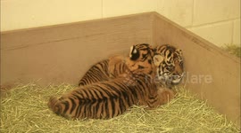A New Sumatran Tiger Cub's First Few Months is Nothing But Cuddles