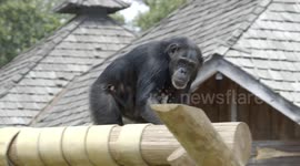 A Baby Chimp and His Mom are Inseparable - Literally