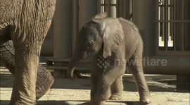 See a Baby Elephant Learn to Walk For the First Time