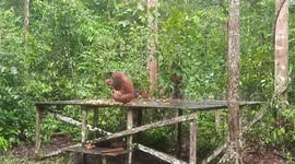 Orangutan Feeding Time, Orangutans On Feeding Platform (Orangutan Kalimantan)