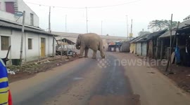 Lone elephant strays towards civilization in eastern India