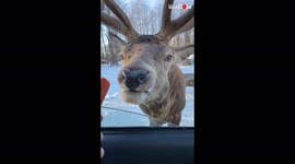 ''No Time for Small Bites' Cute Elk attempts to eat the whole carrot at once (9M+ Views)'