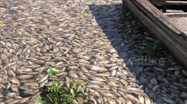 Tens of thousands of fish die suddenly in Indonesian lake