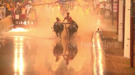 Traditional buffalo race held in southern India