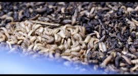 Using Fresh life toilets to recycle waste into animal feed, Nairobi, Kenya