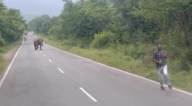 Elephant chases two men who try to take pictures of it