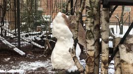 A male lynx befriends a snow bear