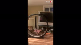 Meet the one-eyed speedy cat that thinks she's a greyhound