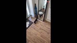 Adorable miniature dachshund perplexed by her own reflection