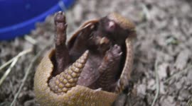This tiny 1-month-old armadillo pup will melt your heart