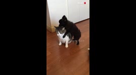'Chill cat and hyper Pomeranian's oddball friendship is a treat to watch'