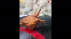 This bizarre moth larva looks like a moving piece of fried chicken