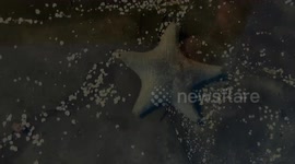 Rare video captures the HUNDREDS of tiny feet starfish use to escape predators