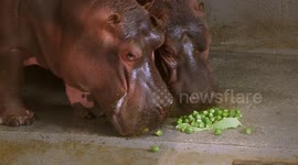 Adorable moment hungry hippos go bobbing for BRUSSELS SPROUTS