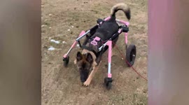 Special needs dog due to be put down is saved an HOUR before the deadline