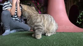 Adorable fluffy kittens entertain customers at cat cafe in Thailand