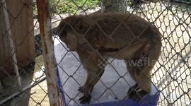 Wild monkey survives electric shock which flung it to the ground