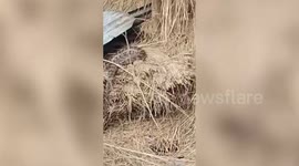 7-foot-long python strays into human habitations, rescued in eastern India