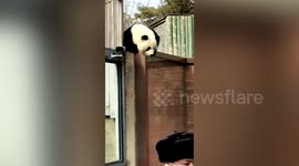 Incredible moment panda ESCAPES from enclosure at Beijing zoo