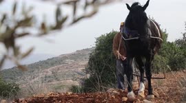 Abd al-Karim Daraghmeh, 64, ploughs land using a traditional plough pulled by a horse in al-Lubban al-Sharqiya village