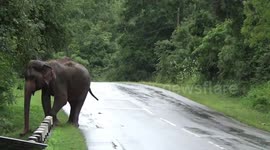 Lone tusker spotted amid street in Sri Lanka