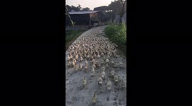 The man moved hundreds of ducklings into the cage for the first time