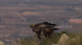 Wildlife photographer waits more than 9 hours to capture footage of majestic golden eagle