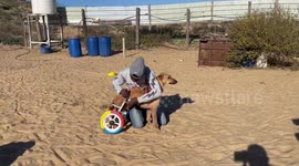 Animal charity in Gaza uses discarded items to make wheels for disabled dogs and cats