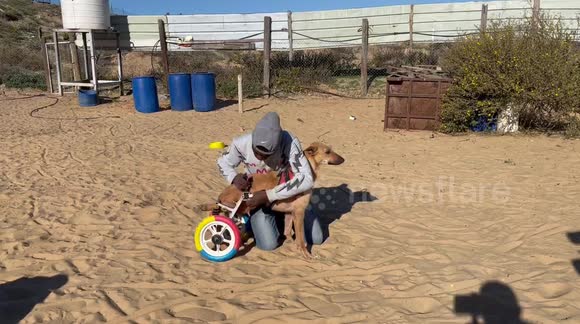 Animal charity in Gaza uses discarded items to make wheels for disabled dogs and cats