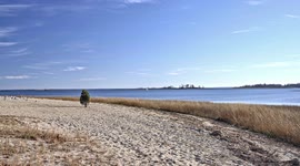 Little Christmas tree on beach in sunny day in December 2021
