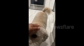 Fair-weather LA dog refuses to go out for morning potty