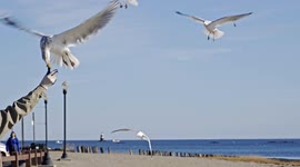 Sea gulls eating from man hand in nice day with blue sky behind