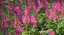 Colorful flowers bloom during winter cool spell in Bangkok