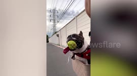 Saliva-spilling French bullldog adorably goes on bike ride