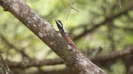 Rare lizard spotted in Sri Lanka