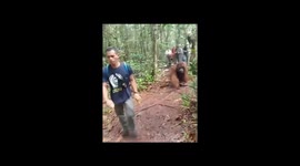 Adult Male Orangutan Heading To Feeding Site ( Orangutan Feeding Platform)